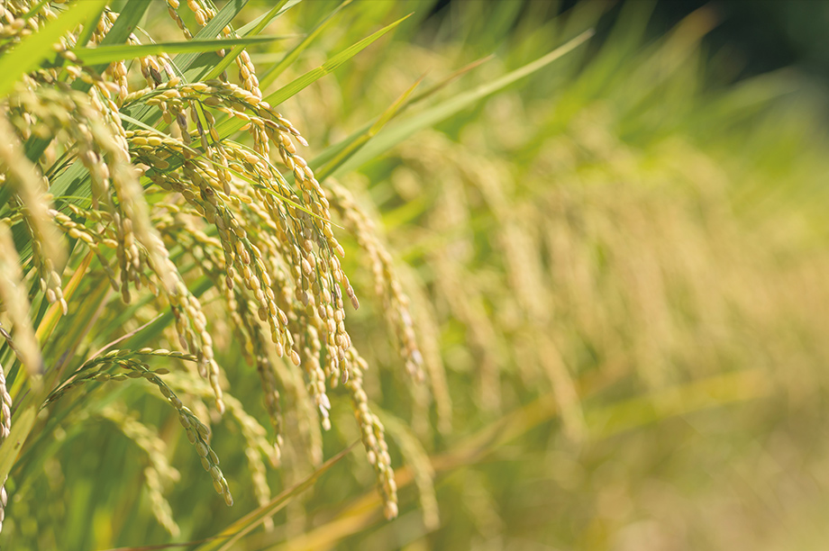 米の値段|いま、日本の“主食”の価格事情を知る