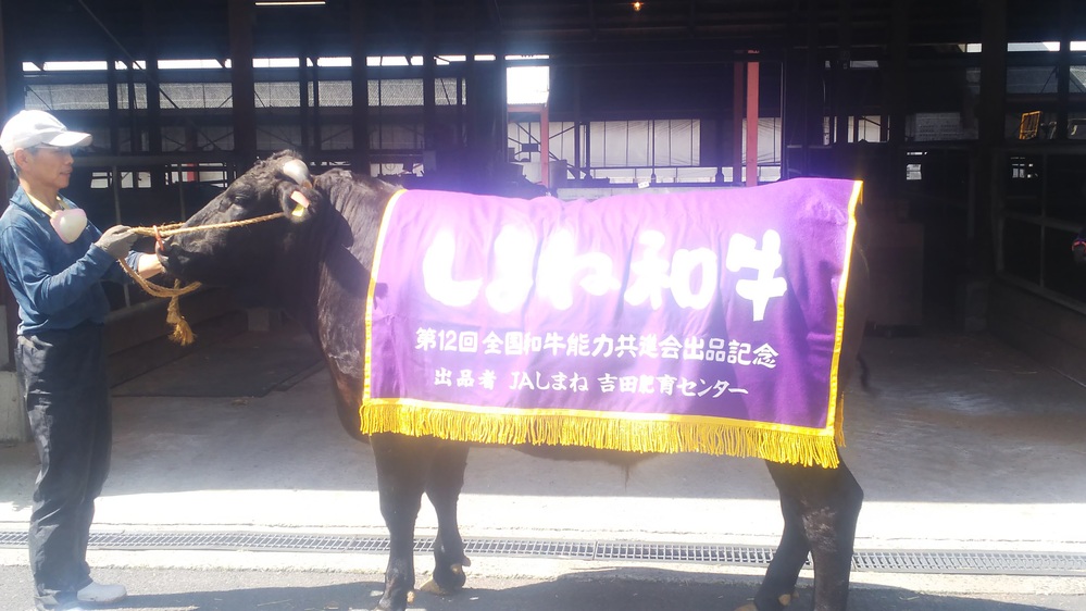 第12回全国和牛能力共進会に島根県代表として出品された奥出雲和牛の霞久茂432号