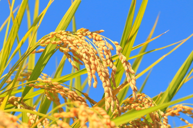 米　稲穂