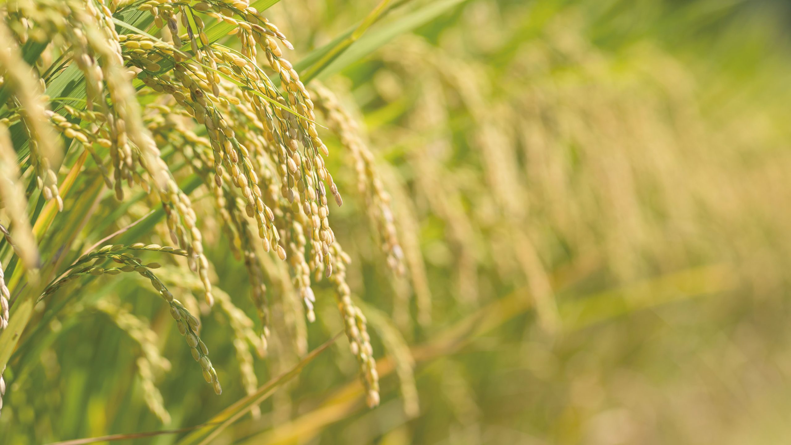 仁多米とは？日本一とも称される理由と美味しさの秘密