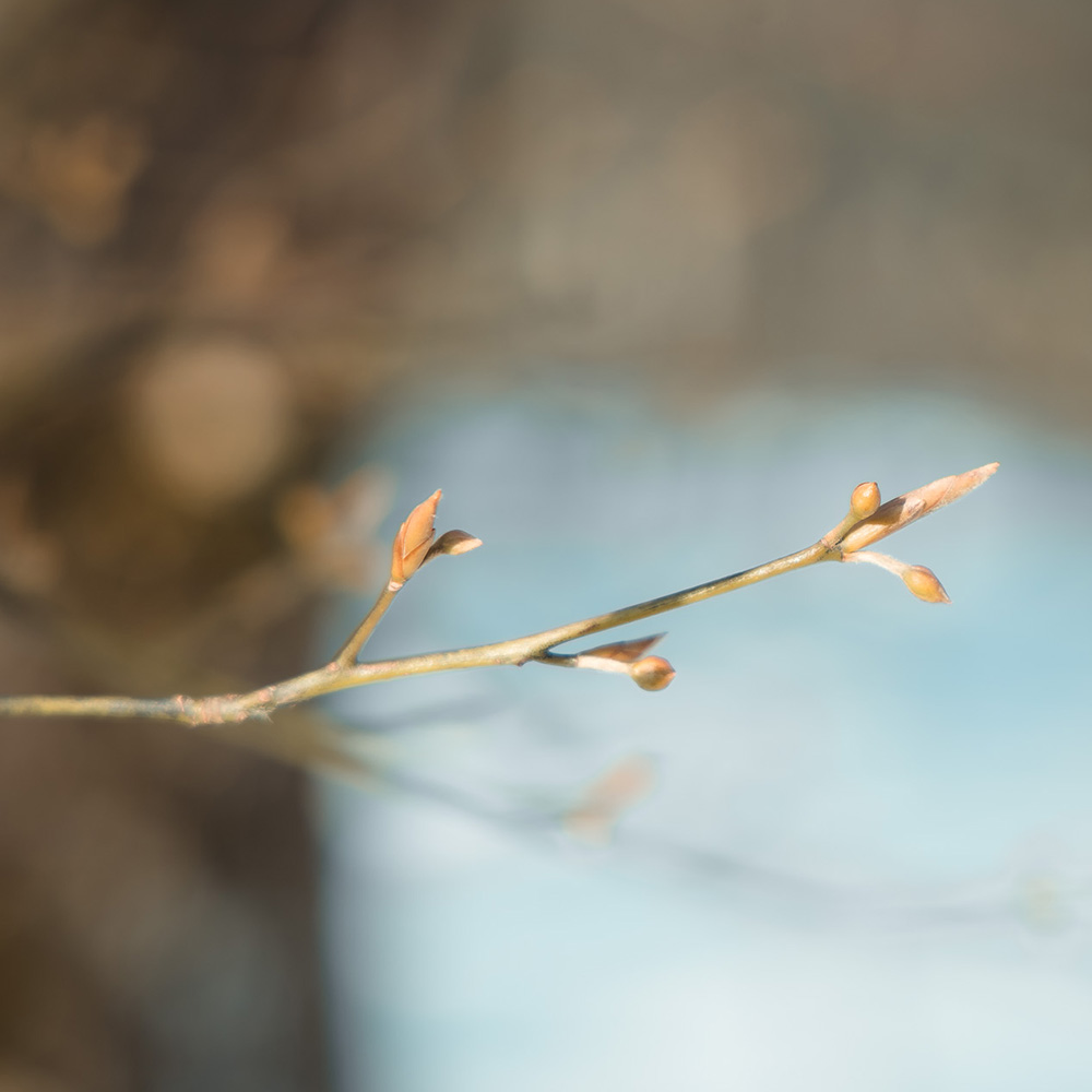 クロモジは爽やかな香りが特長のクスノキ科の植物で、和製ハーブとして知られます。当店のクロモジは島根県産のクロモジを使用しています。