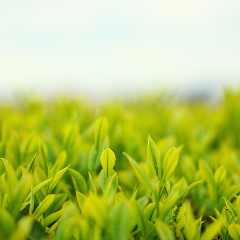 茶葉はすべて島根県産のものを使用しています。農薬を使用しておりません。