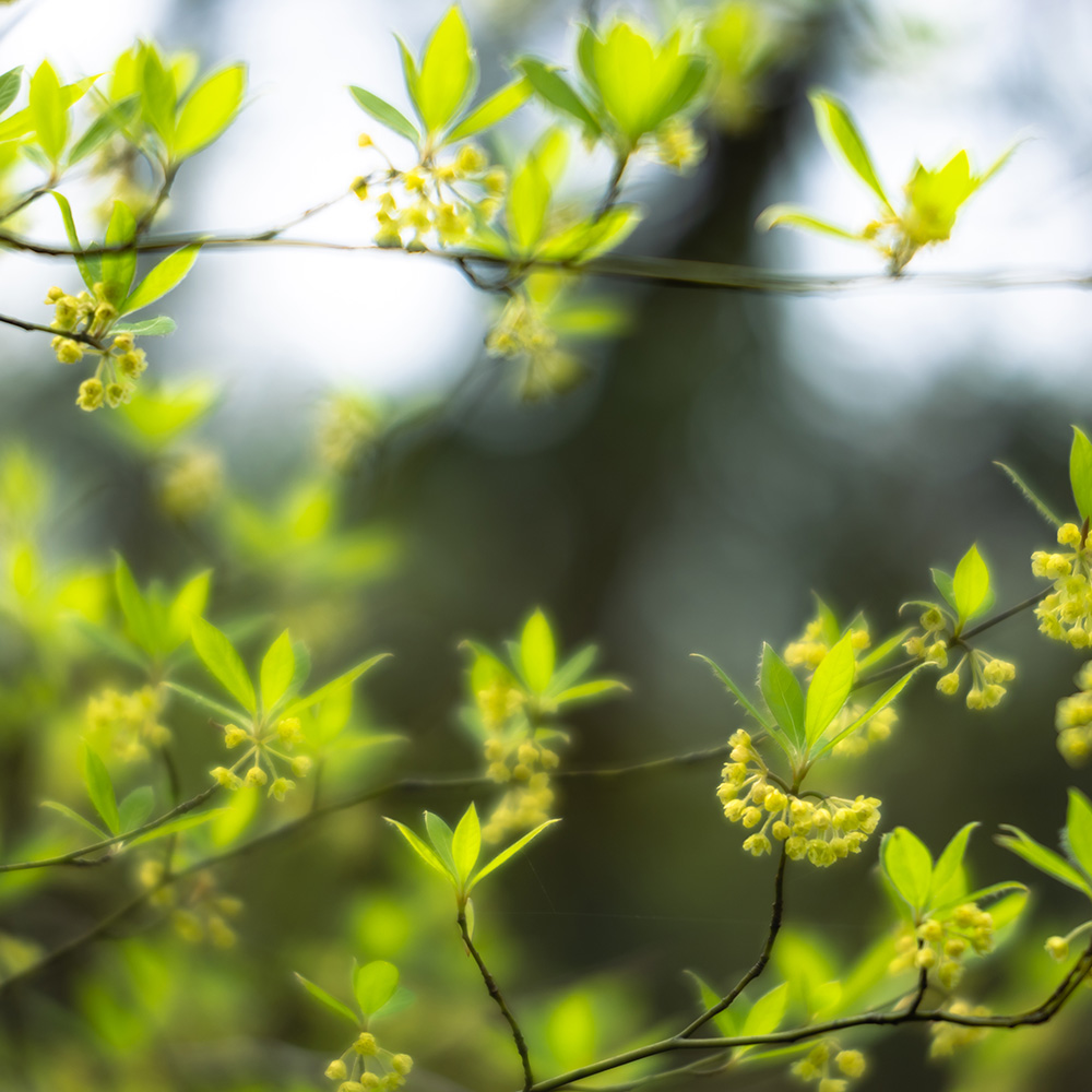 クロモジは爽やかな香りが特長のクスノキ科の植物で、和製ハーブとして知られます。当店のクロモジは島根県産のクロモジを使用しています。