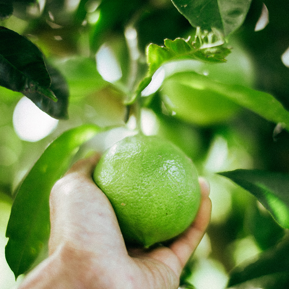 アールグレイは「ベルガモットオレンジ」の香料を紅茶に着けたものです。農薬を使用せず自然の力で育まれたベルガモットピールを使用しています。