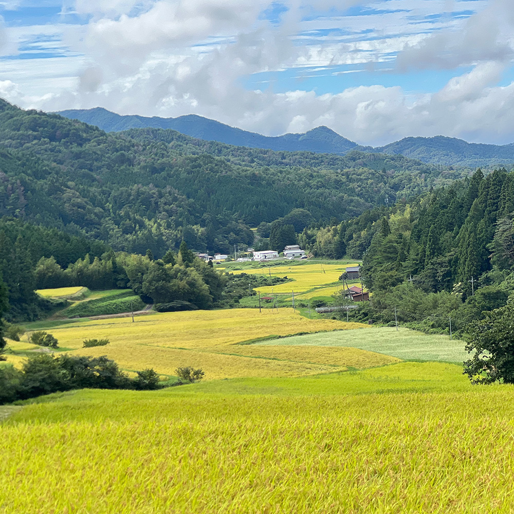 世界農業遺産の地・奥出雲で育つ仁多米。