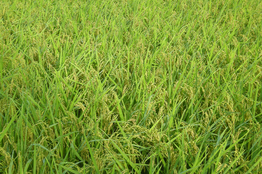 安全・安心な「しまねエコ農産物」神楽米