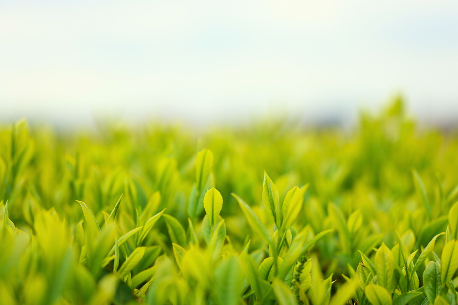 国産・無添加 自然のままのやさしい味わい